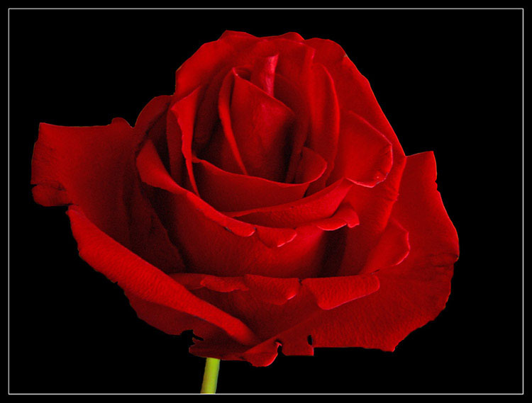 rosacorretta2.jpg