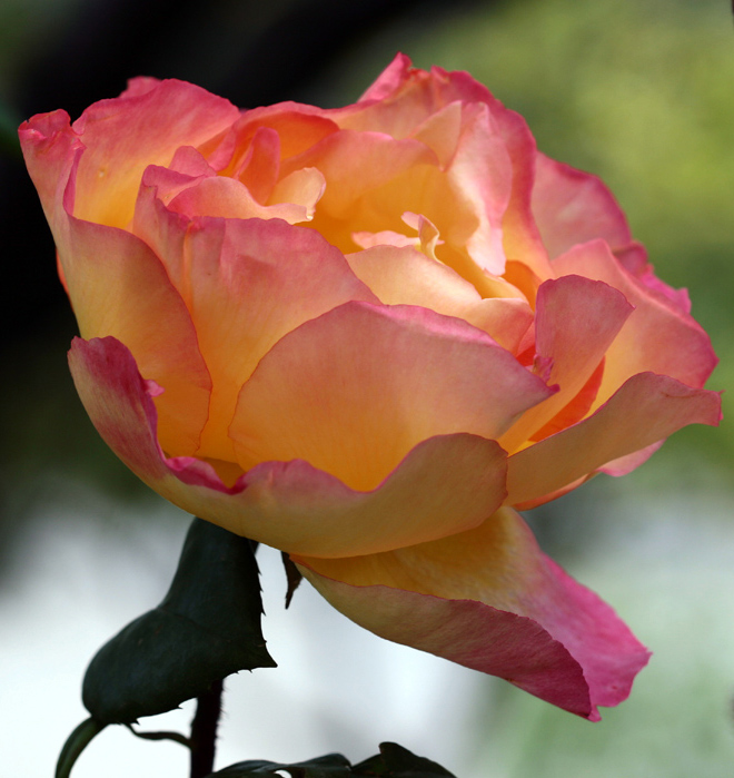 RosaDelicata-W-.jpg