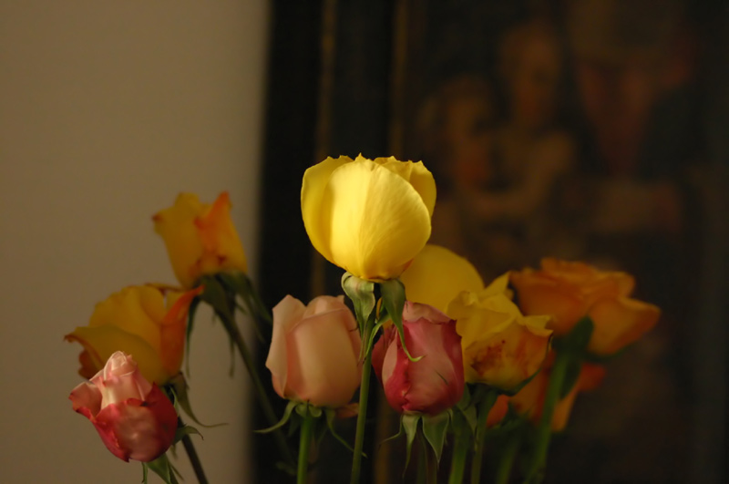 rosae.jpg