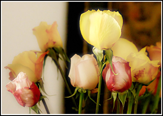 rosae.jpg
