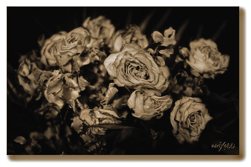 Rose-passite-(non-mia).jpg