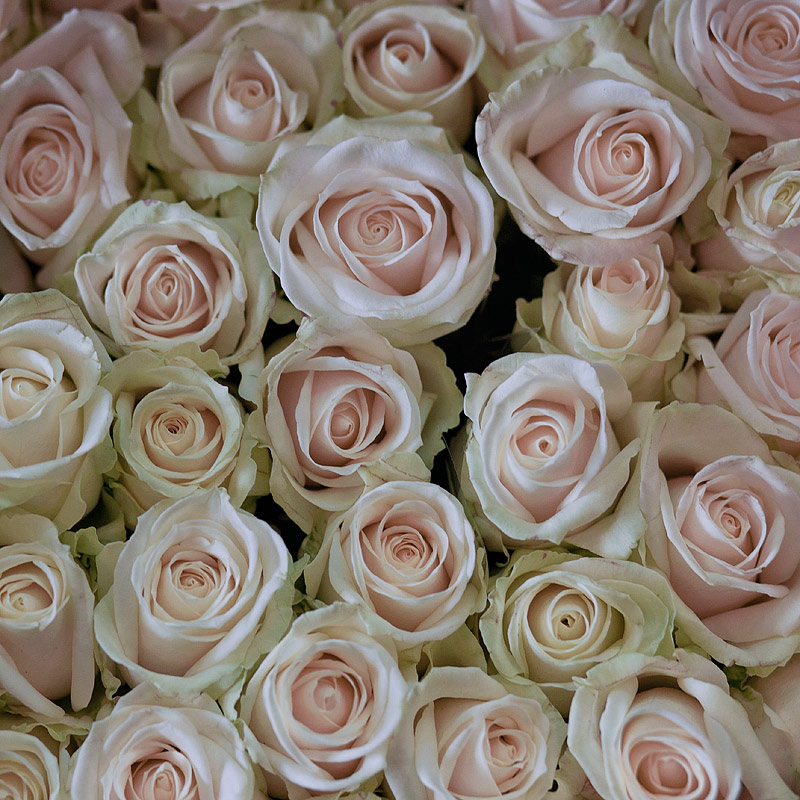ROSE-SU-ROSE-NO-TEXTURE.jpg