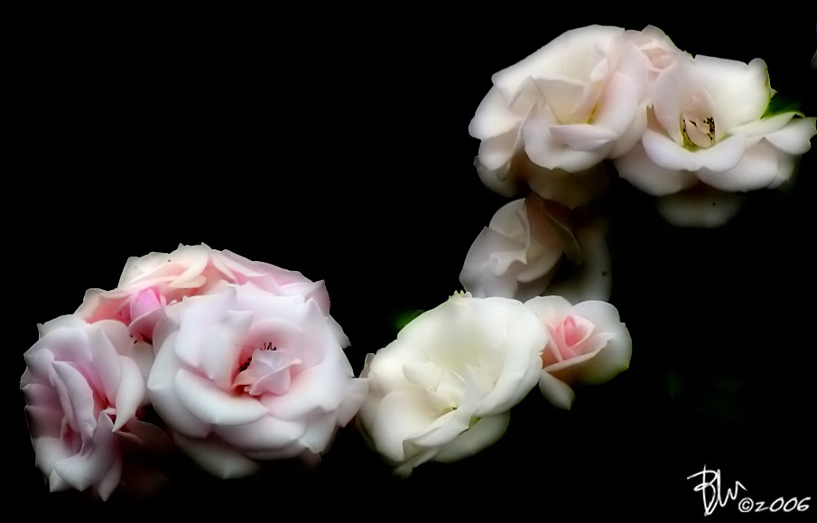 Rose.jpg