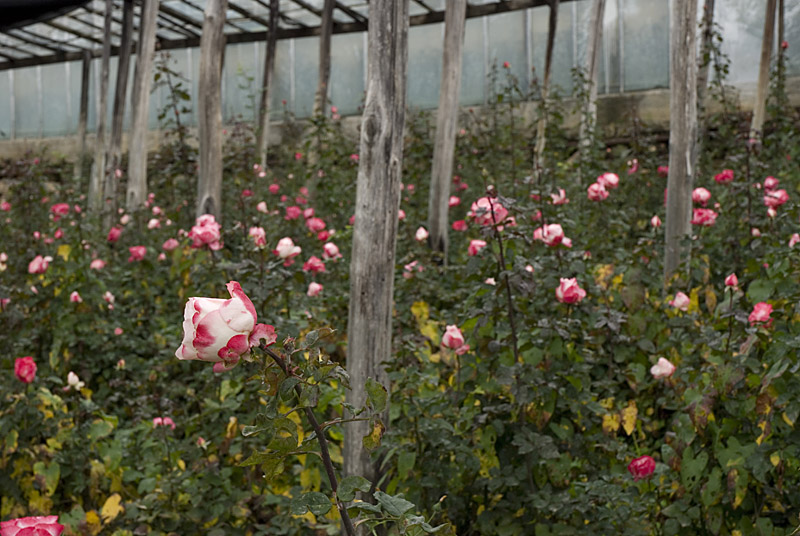 rose in serra1.jpg