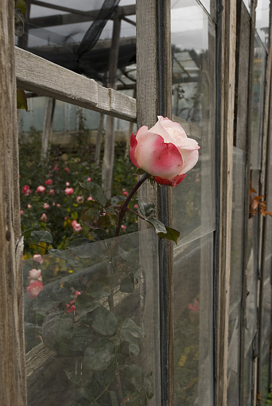 rose in serra3.jpg