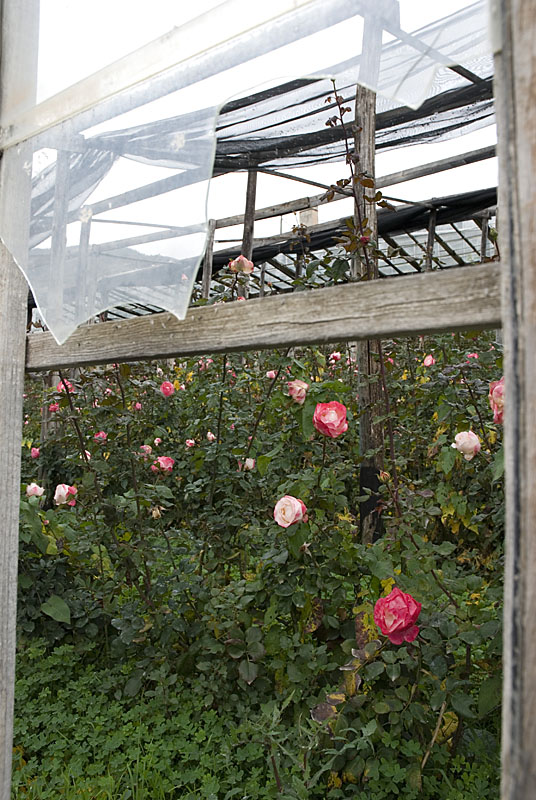 rose in serra4.jpg