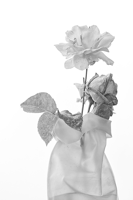 Rose_MG_1672.jpg