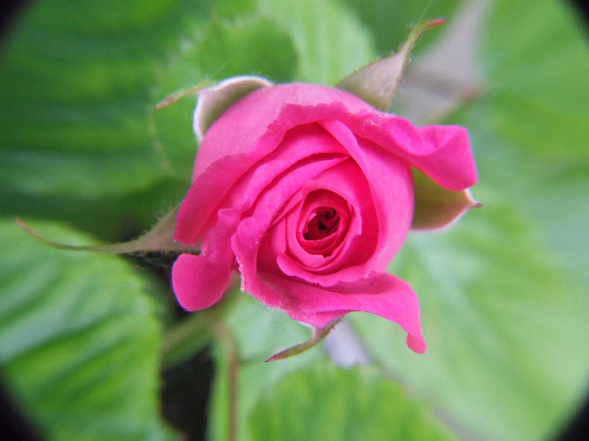 rosellina1.jpg