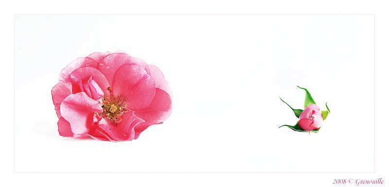 roses.jpg
