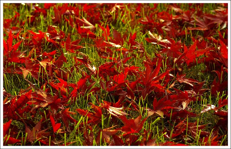rosso-su-verde.jpg