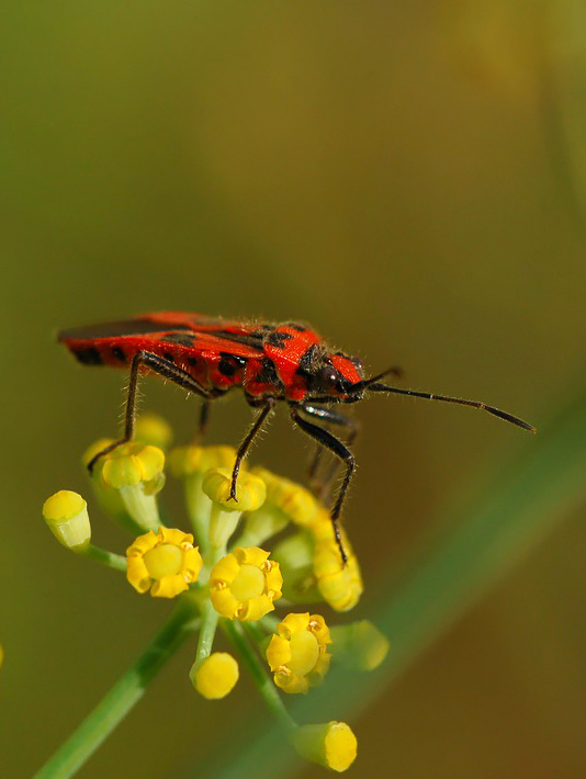 rosso e nero.jpg