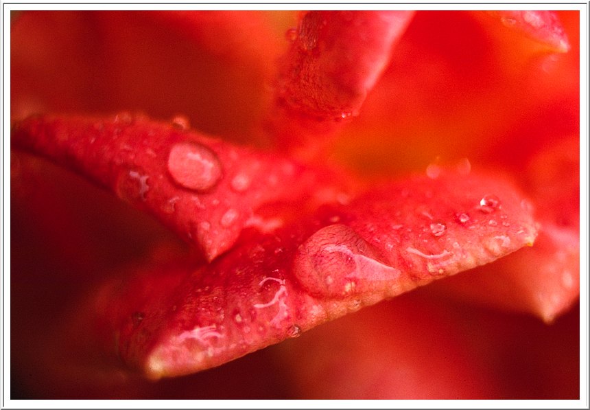 Rosso rugiada.jpg