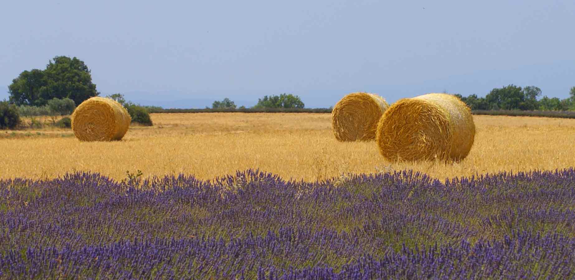 rotoli-senza-palo-web.jpg