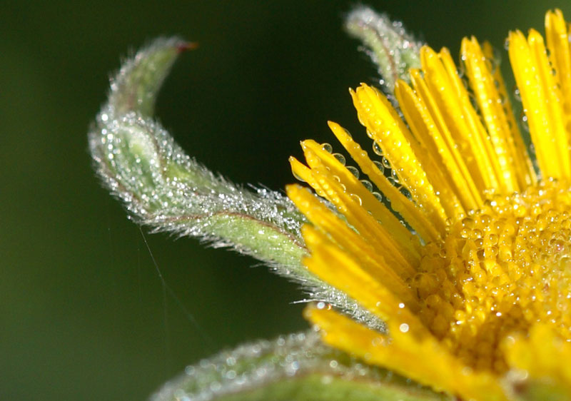rugiada-di-stamane-crop.jpg