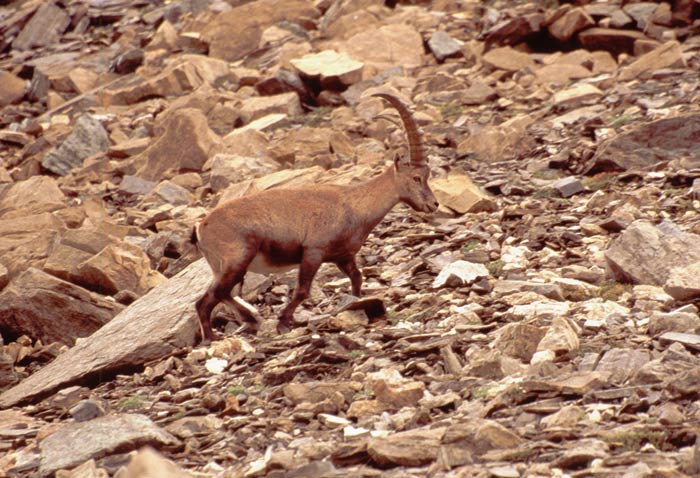 rullino-15-2008-015.jpg