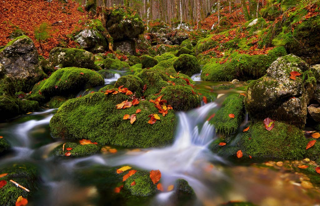 Ruscello-muschio-e-foglie-rosse-corretta.jpg