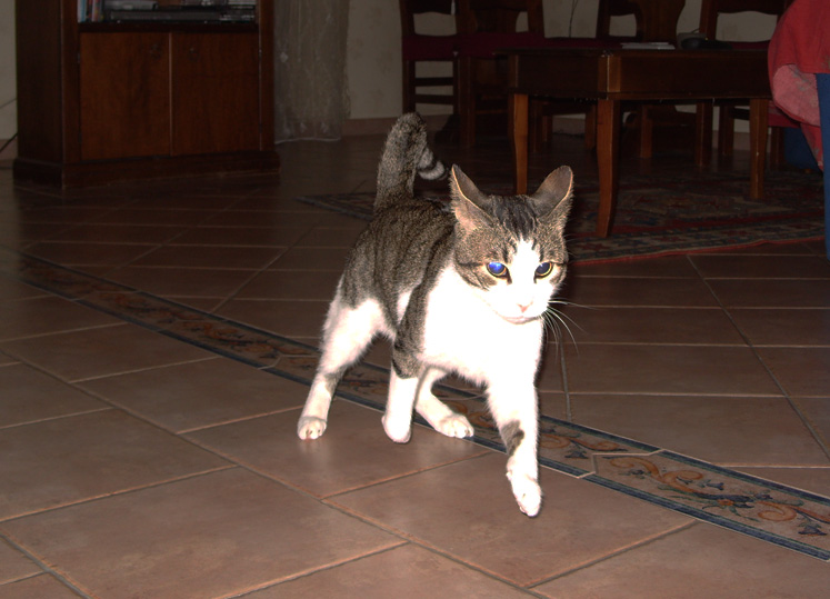 S1050761.jpg
