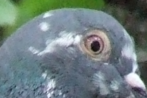 s5600crop800iso18jw.jpg