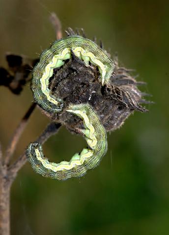 S di squartarello (Small).jpg