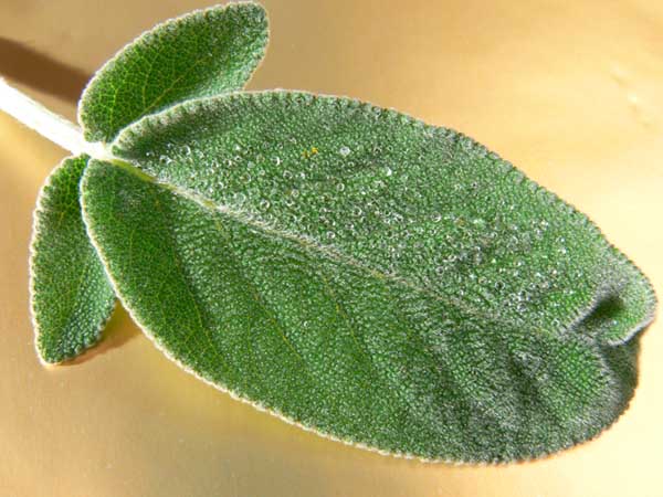 salvia.jpg