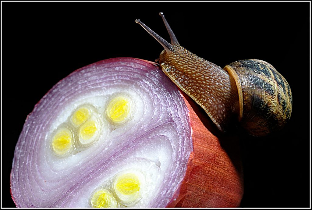 sapori forti.jpg