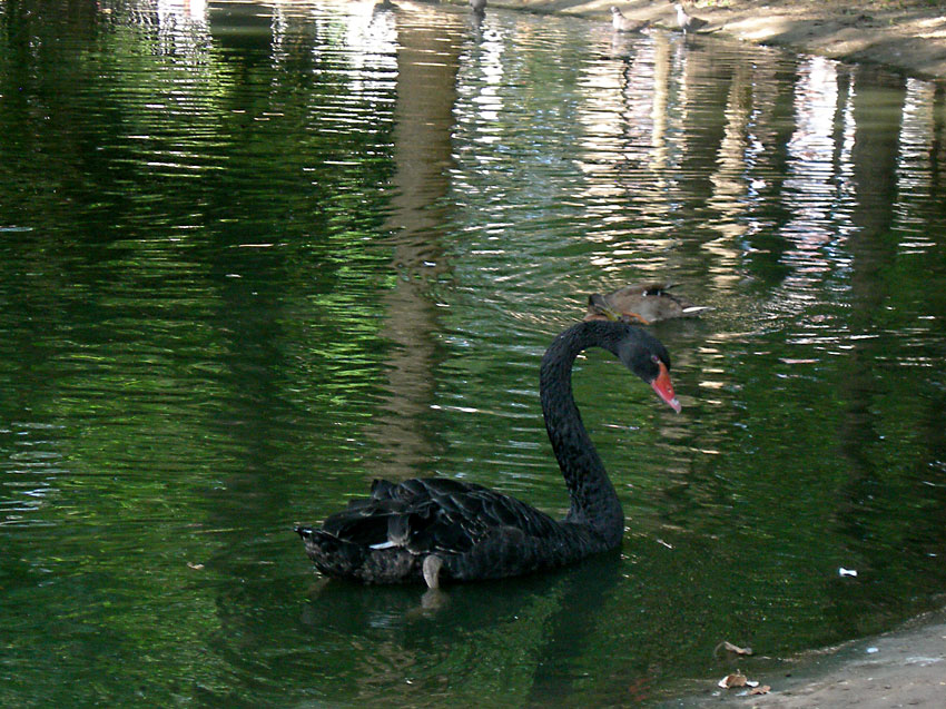 SARA-CIGNO.jpg
