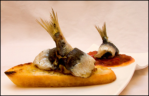 sardine08-5698-01.jpg