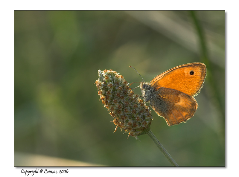 Satyridae-in-controluce.jpg