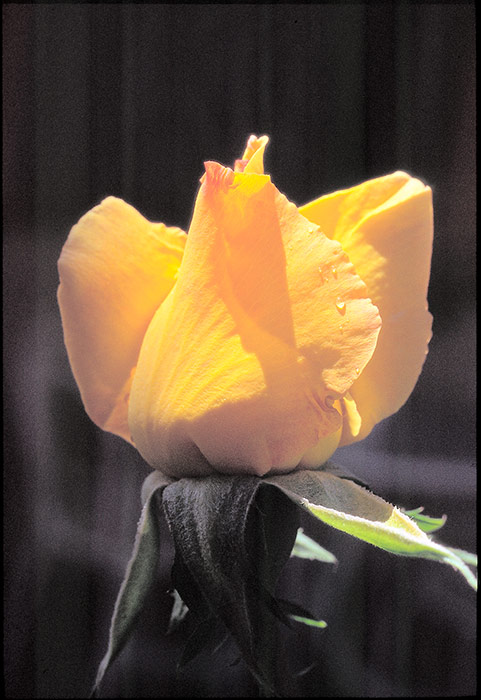 Scan0529-Livelli.jpg