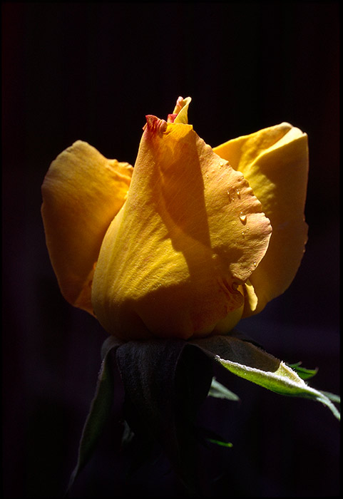 Scan0529.jpg