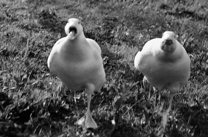 scan070.jpg