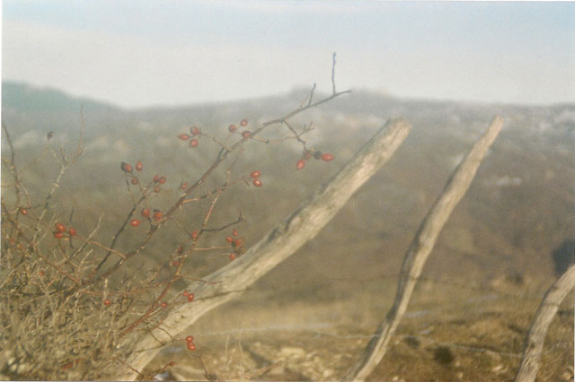 scansione0001.jpg