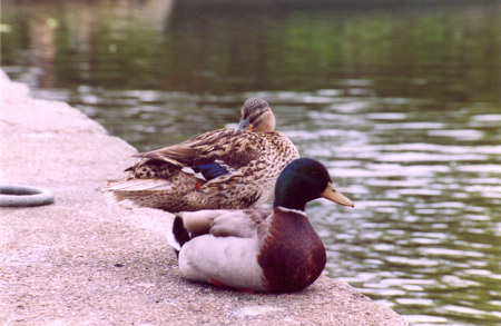 Scansione0007.jpg