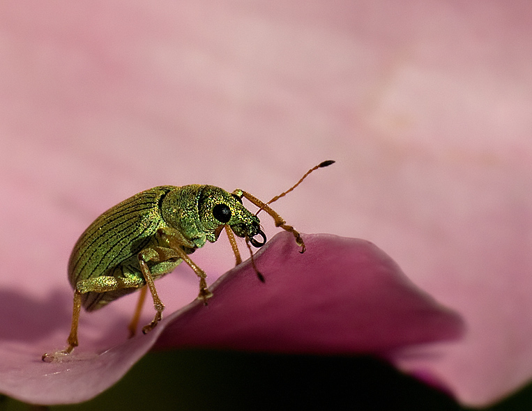 Scarabeo2 web.jpg