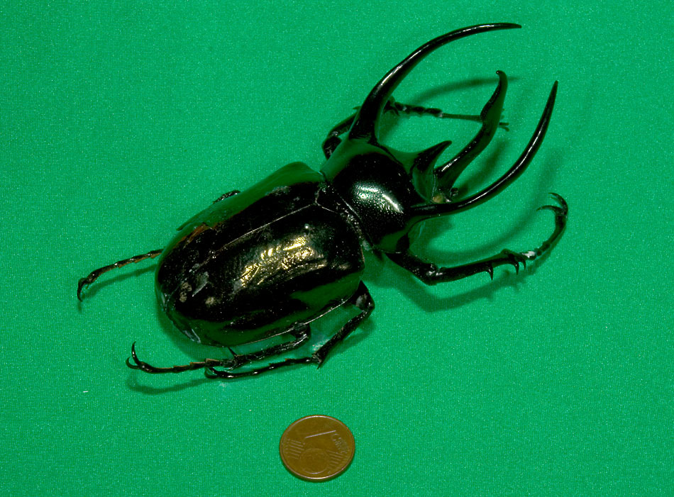 SCARABEO_1.jpg