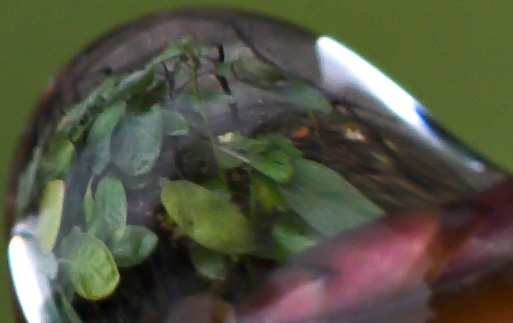 scettro bagnato_crop.jpg