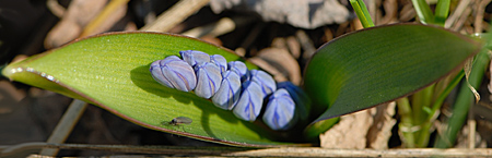 scilla.jpg