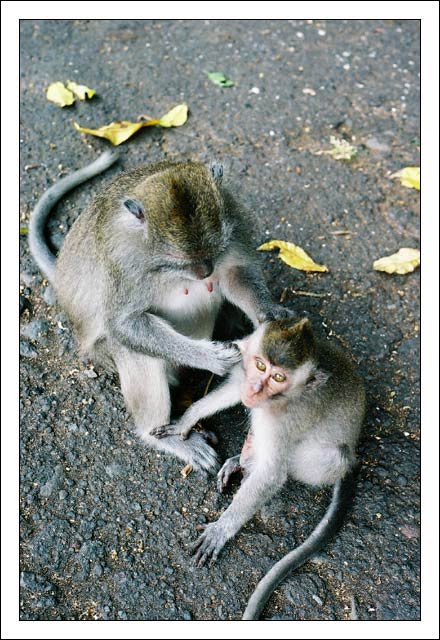 Scimmiette2.jpg