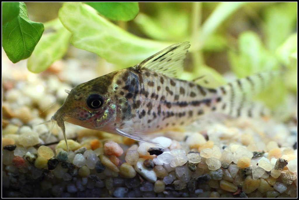 scolorata.jpg