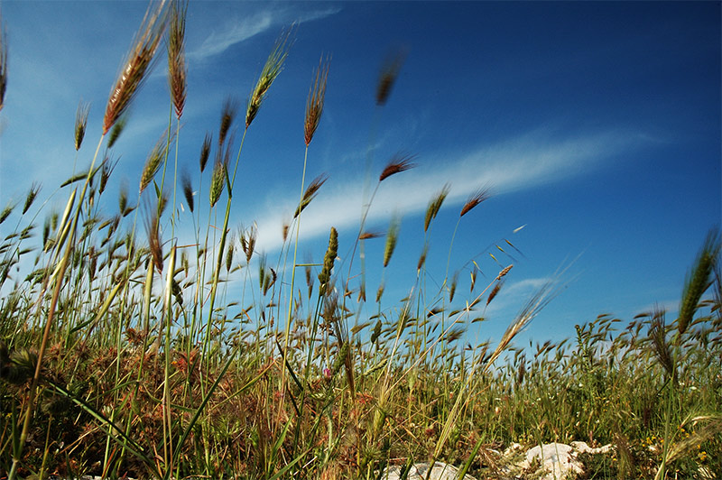 scorcio-27.jpg