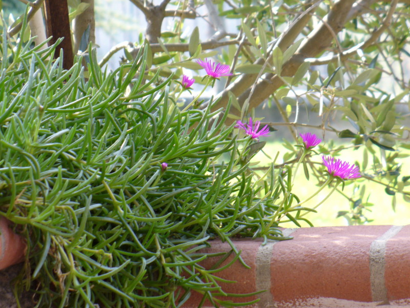 scorcio fiori.jpg