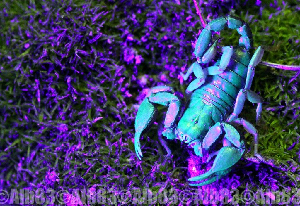 scorpiouv.jpg