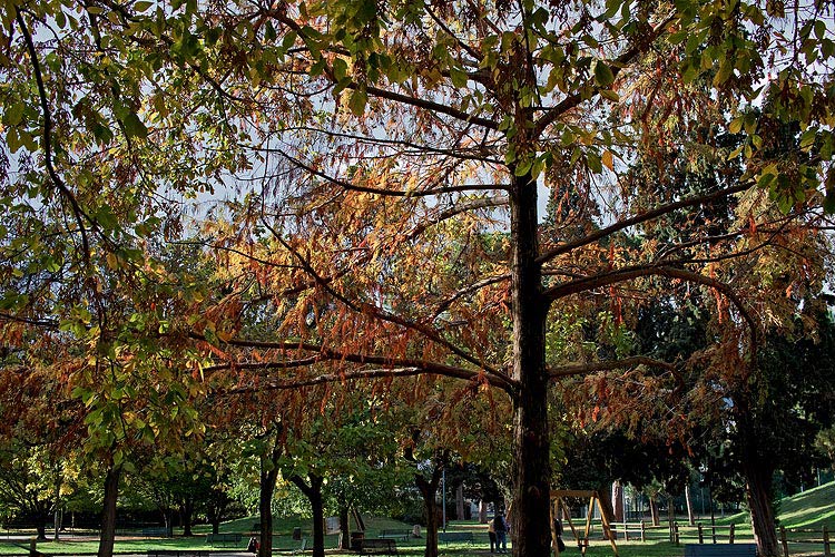 SDIM0938.jpg