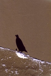 Seagull_thumb.jpg