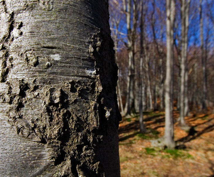 segni-particolari2.jpg