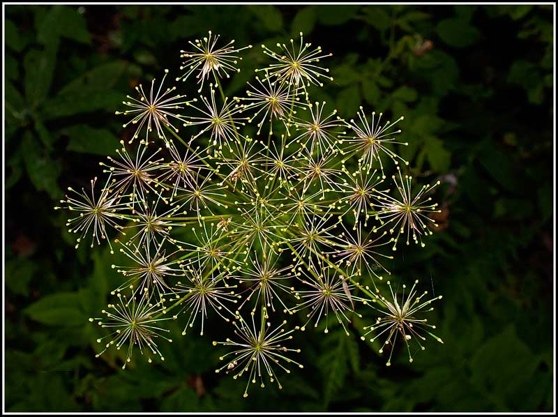 Sembra un fuoco d'artificio_ridim.jpg