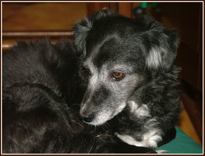 Semplicemente Cane.jpg