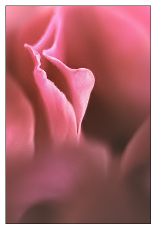 Sensualit-floreale.jpg