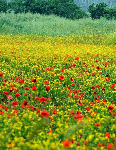 Senza-titolo-1.jpg