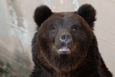 Senza-titolo-1.gif